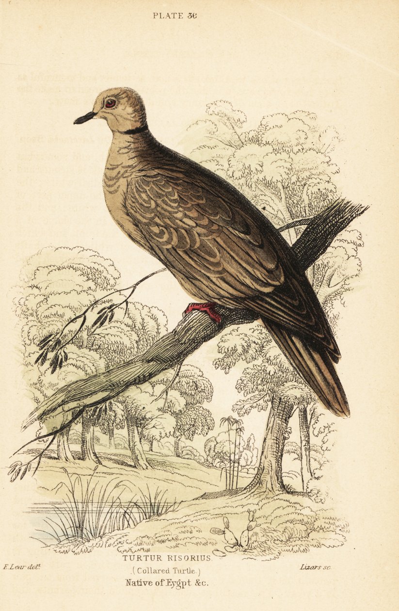 Tortora domestica, Streptopelia risoria. 1889 (incisione) da Unbekannter Künstler
