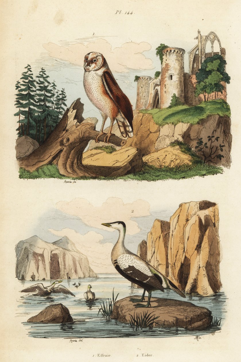 Barbagianni, Tyto alba, e edredone, Somateria mollissima da Unbekannt