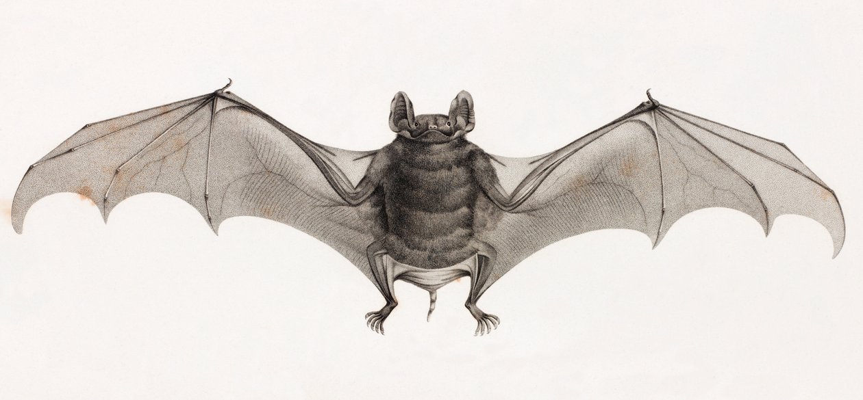 Pipistrelli in Egitto da Unbekannt