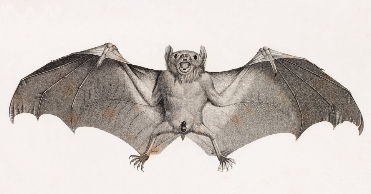 Pipistrelli in Egitto da Unbekannt