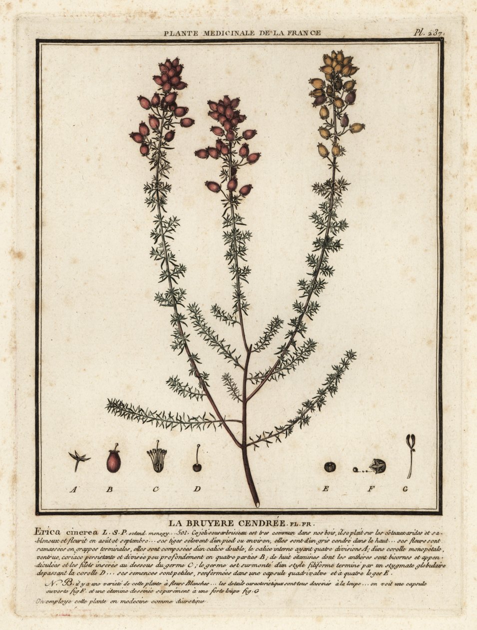 Erica cinerea da Unbekannter Künstler