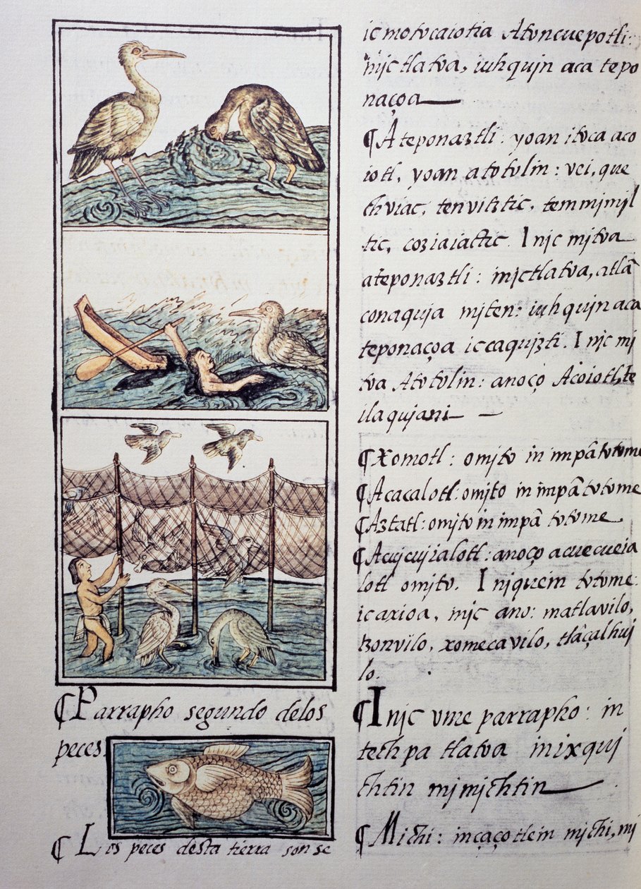Caccia agli uccelli del lago, pagina dal Codice Fiorentino, versione bilingue in spagnolo e nahuatl, Storia Generale delle Cose della Nuova Spagna, del missionario spagnolo Fray Bernardino de Sahagun (1499-1590). Civiltà azteca da Benjamin Baud