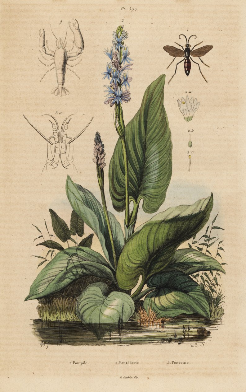 Vespa ragno a bande nere, Anoplius viaticus 1, pontederia, Pontederia cordata 2, e gambero guardiano, Anchistus custos 3 da Unbekannt