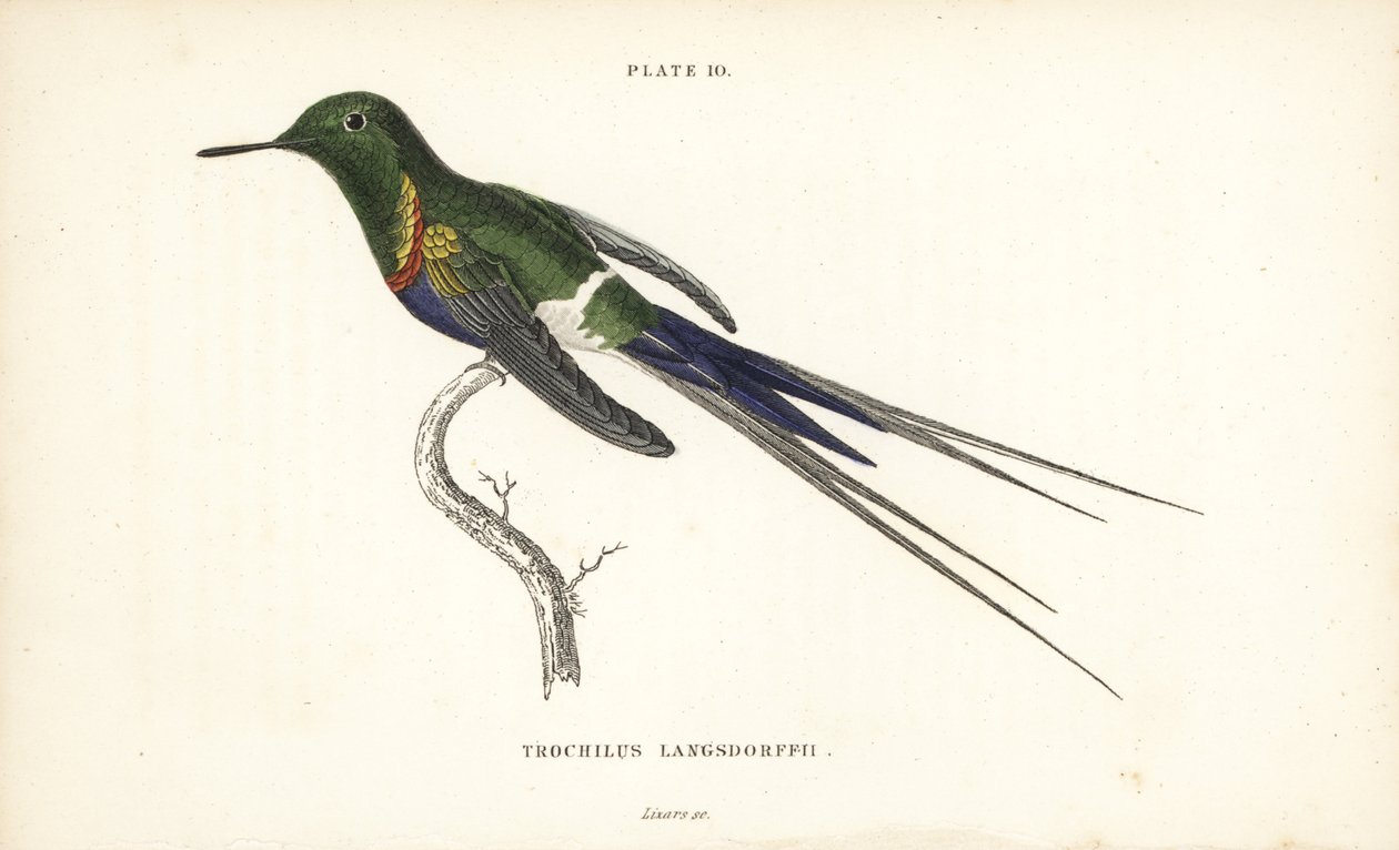 Thorntail dal ventre nero, Discosura langsdorffi (colibrì di Langsdorff, Trochilus langsdorffii). Incisione in acciaio colorata a mano di William Lizars da Naturalist