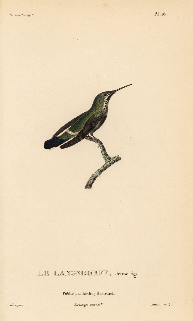 Colibrì dalla coda spinosa nera, Discosura langsdorffi (Ornismya langsdorfii). Immature. Incisione in acciaio colorata a mano di Coutant da un