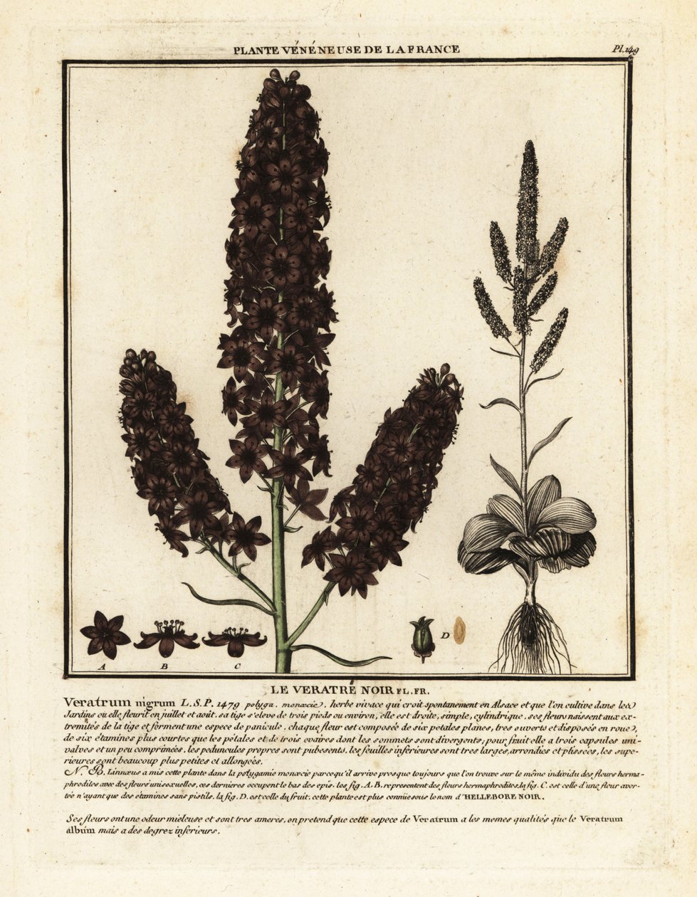 Elleboro nero, Veratrum nigrum da Unbekannter Künstler