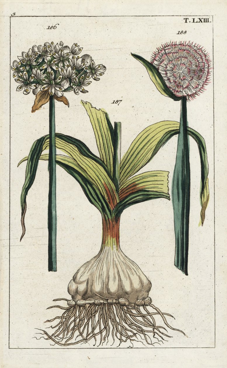 Aglio nero (Allium nigrum), 186, e cipolla, Allium cepa, bulbo 187 e fiore 188. Incisione a mano colorata di un