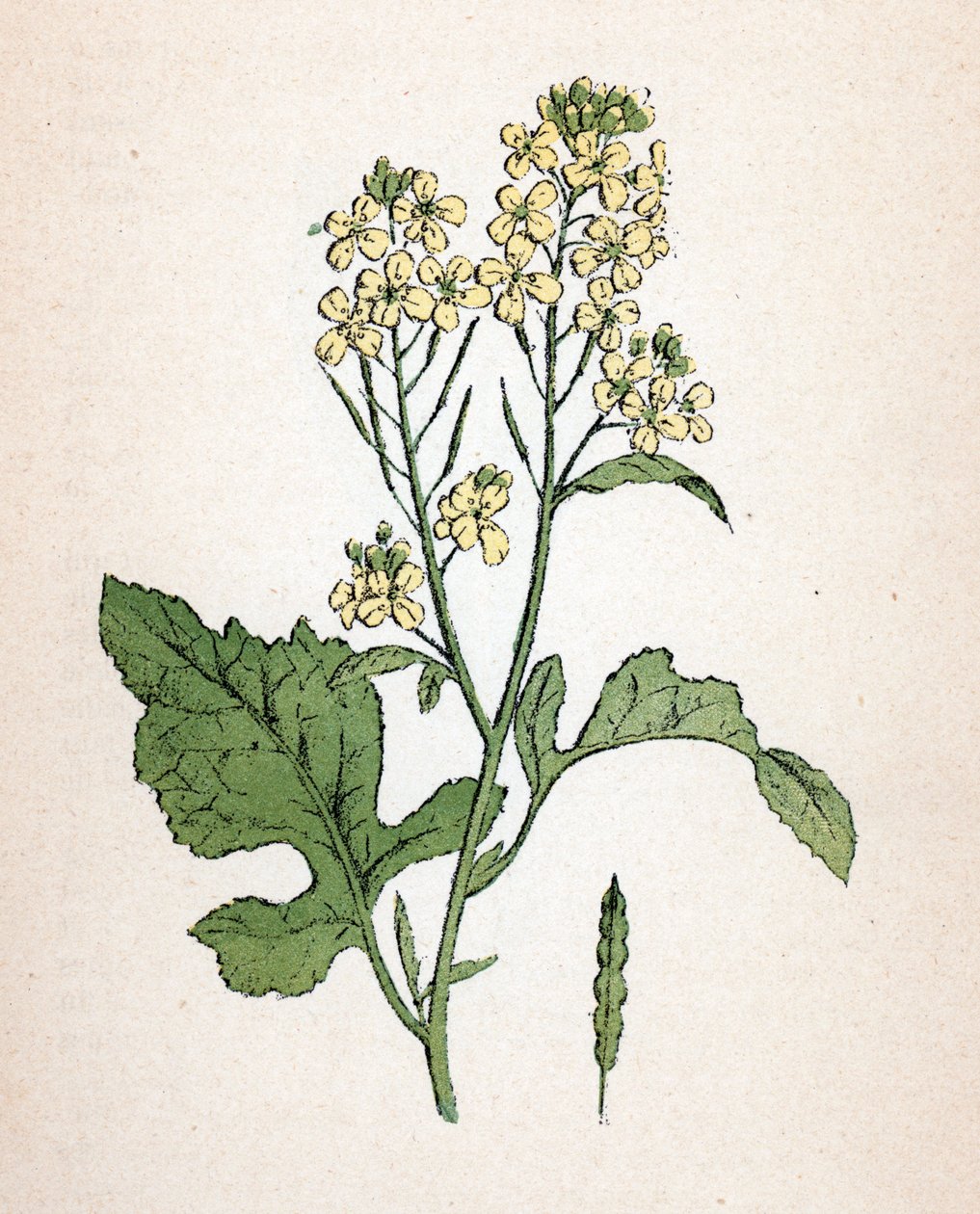 Senape nera (seneve noir) (Brassica nigra) Tavola botanica da 