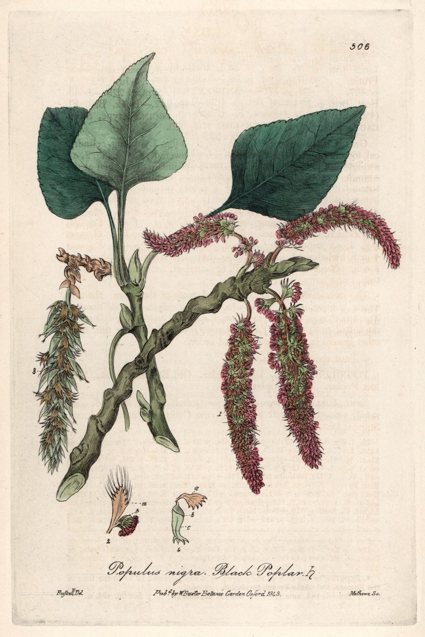 Pioppo nero, Populus nigra. Tavola botanica di Isaac Russell, incisa da Charles Matthews, tratta da "Fenomeni Botanici Inglesi" di William Baxter (1788-1871) da Unbekannter Künstler