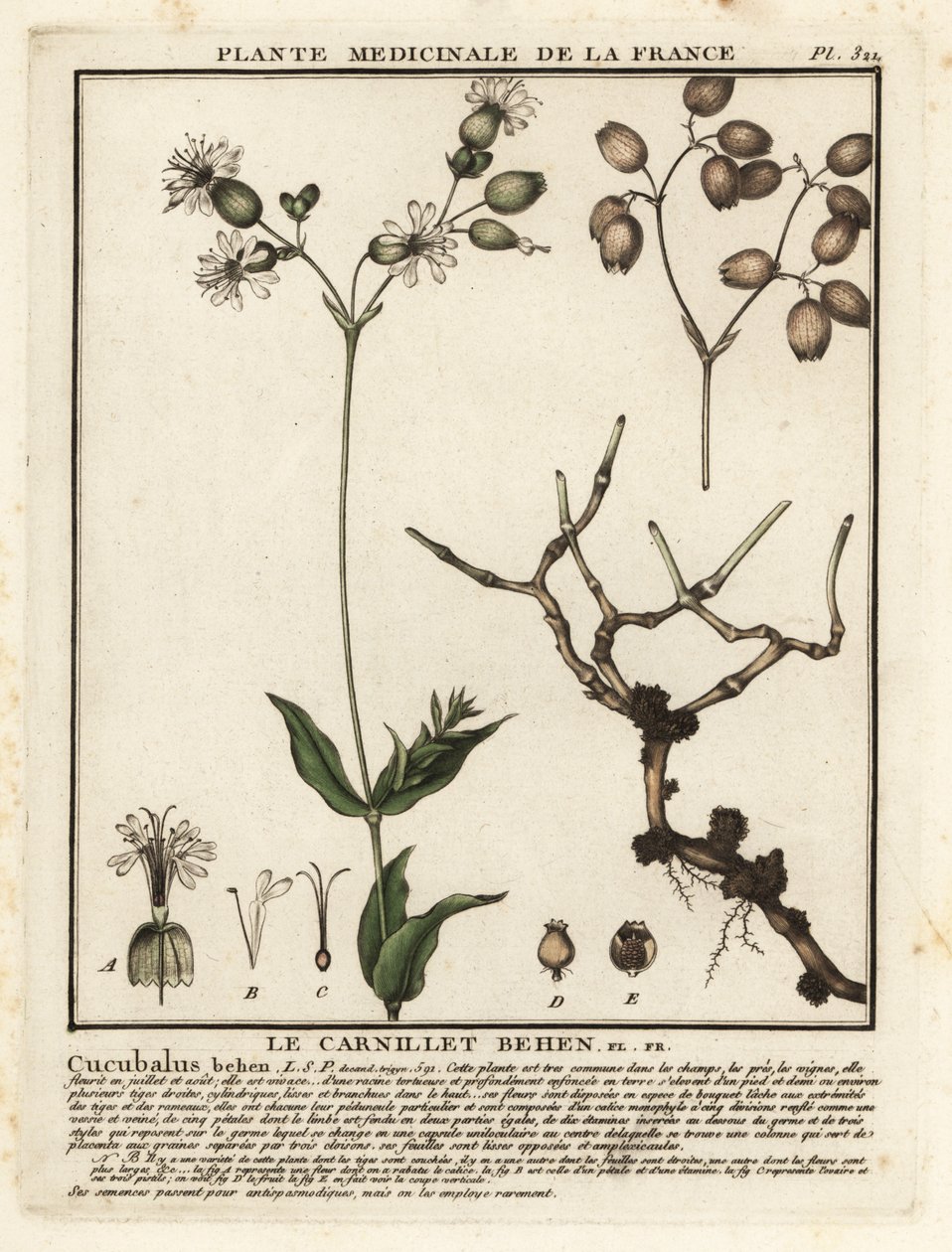 Silene comune, Silene vulgaris da Unbekannter Künstler