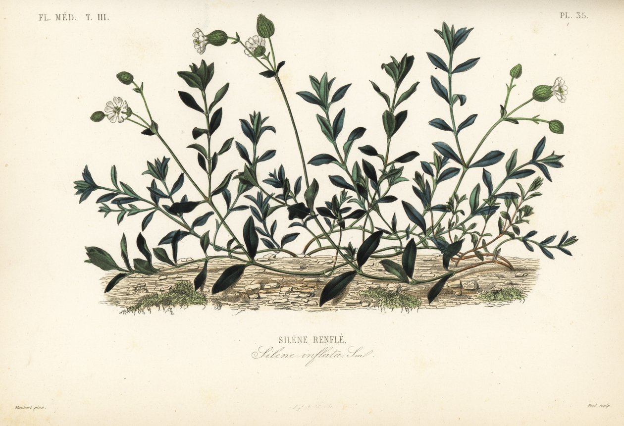 Silene vulgaris, Silene inflata da Unbekannt