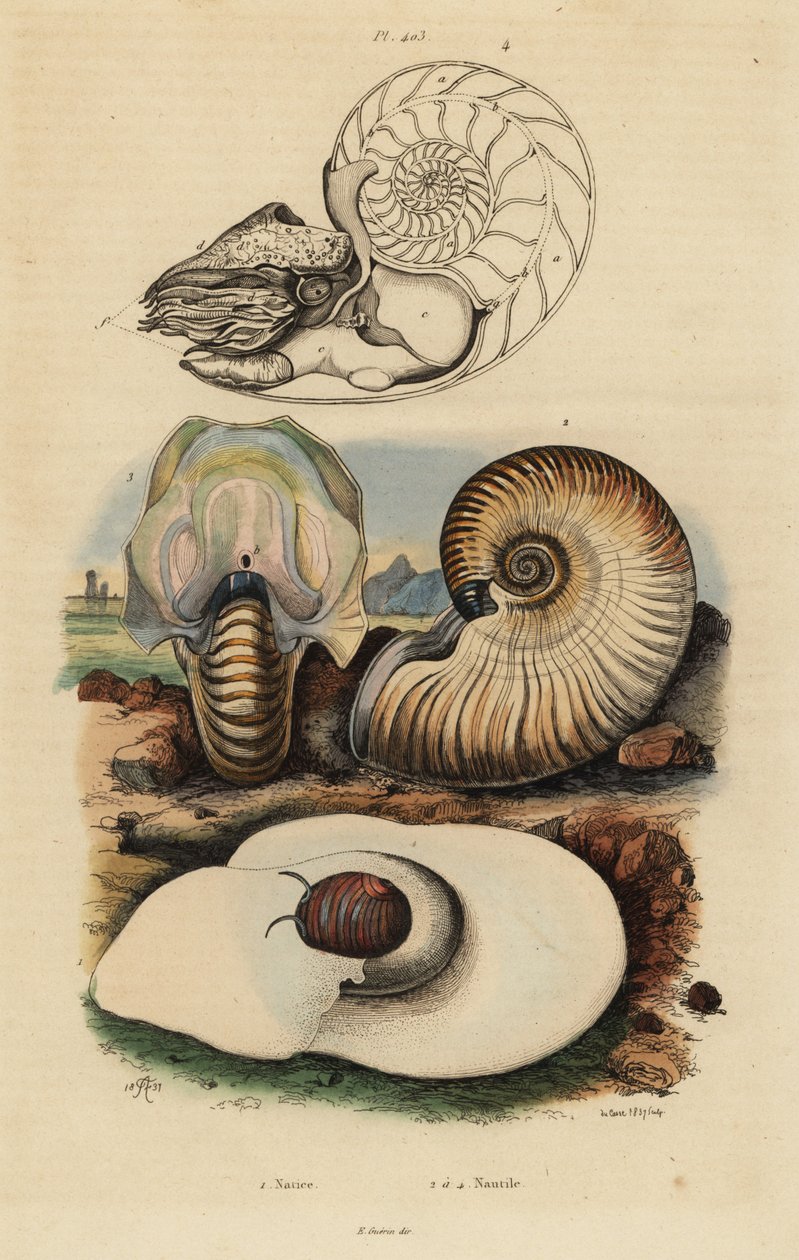 Lumaca di mare, Neverita didyma, nautilo crostoso, Nonion umbilicatulum, e nautilo camerato, Nautilus pompilius da Unbekannt