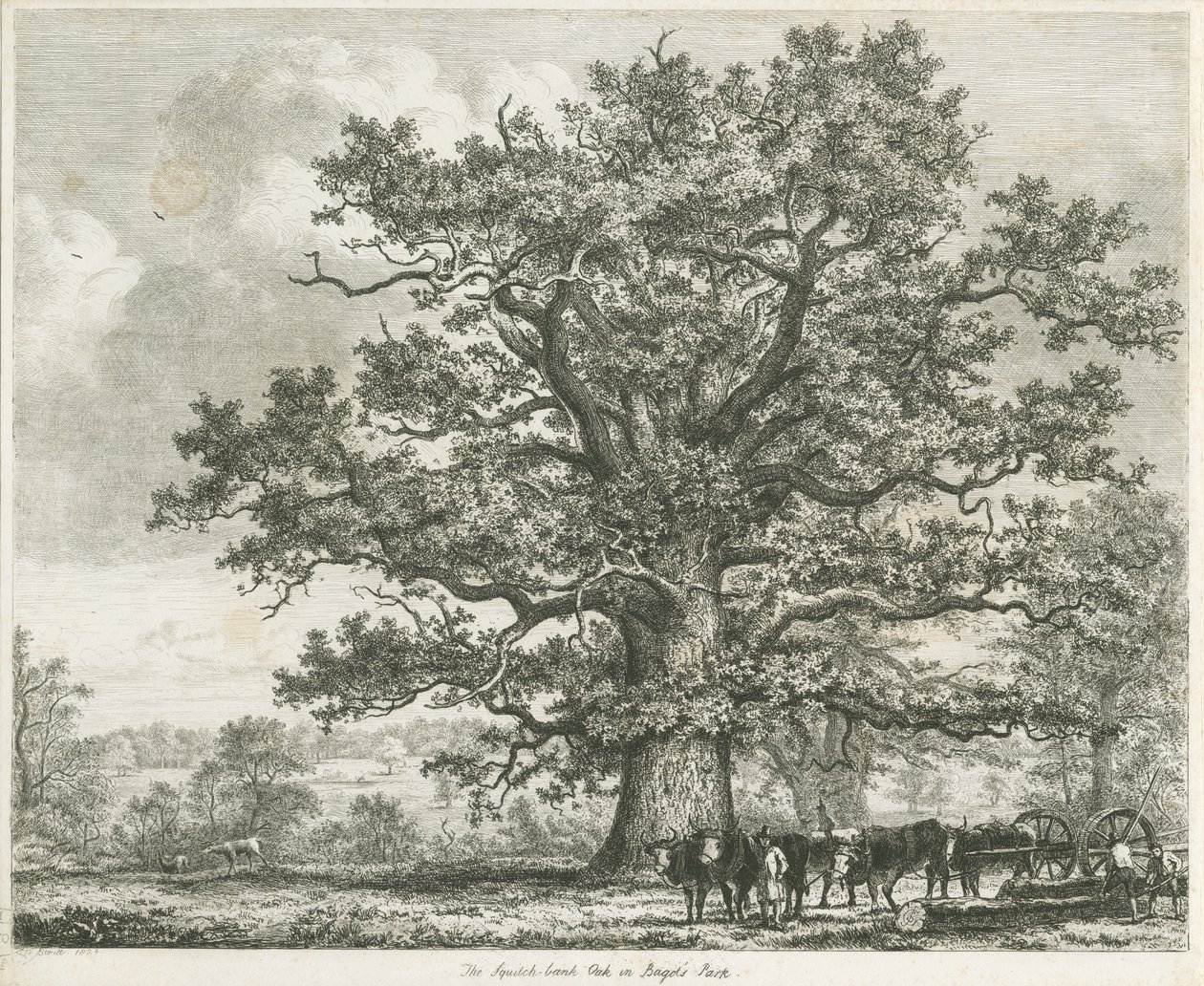 Blithfield - Quercia Squitch-bank da Unbekannt