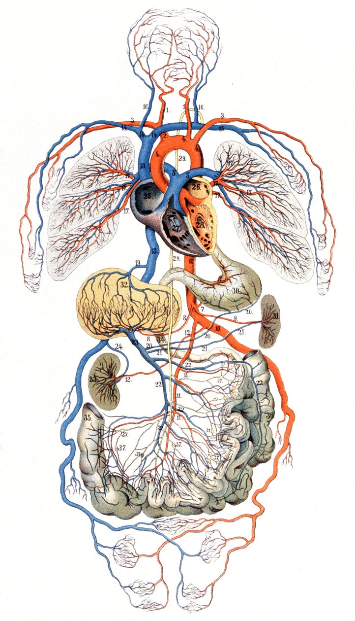 Circolazione del sangue, c. 1880 da Unbekannter Künstler