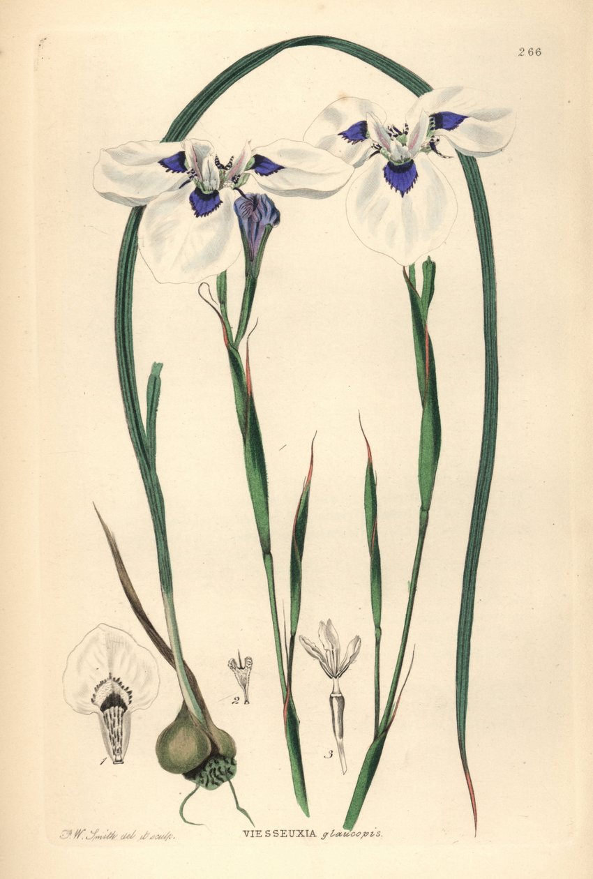 Moraea aristata (Ocellate viesseuxia, Vieusseuxia glaucopis) da Unbekannter Künstler