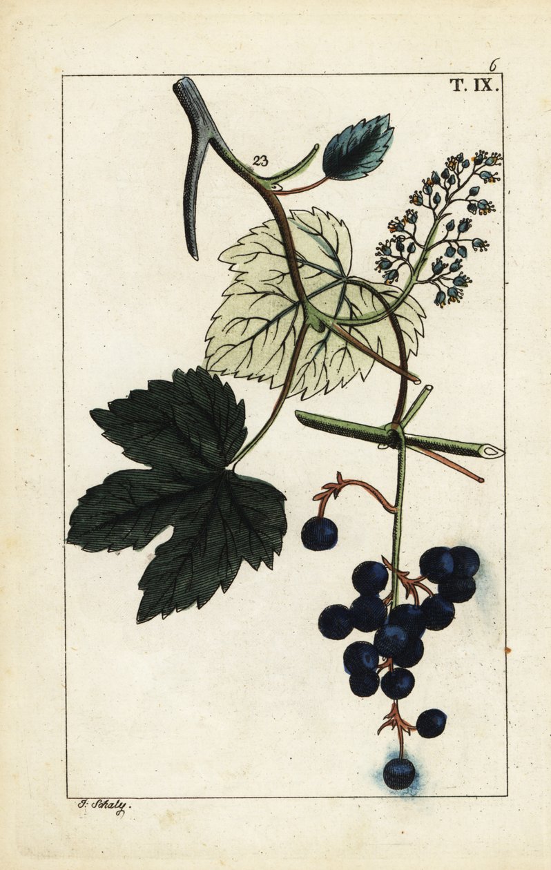 Uva blu sulla vite, Vinis vitifera da Unbekannter Künstler