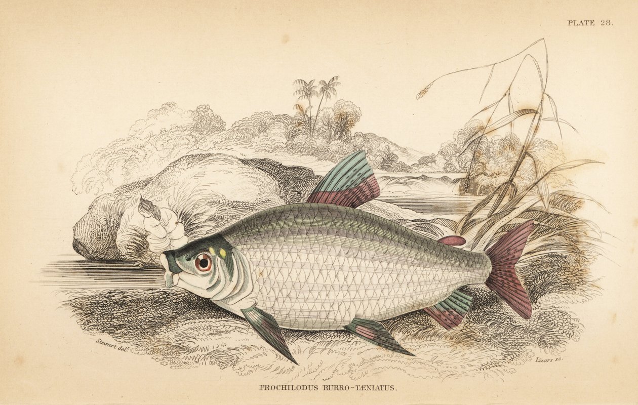 Bocachico o koulimata, Prochilodus rubrotaeniatus. Incisione a mano colorata da W.H. Lizars da un