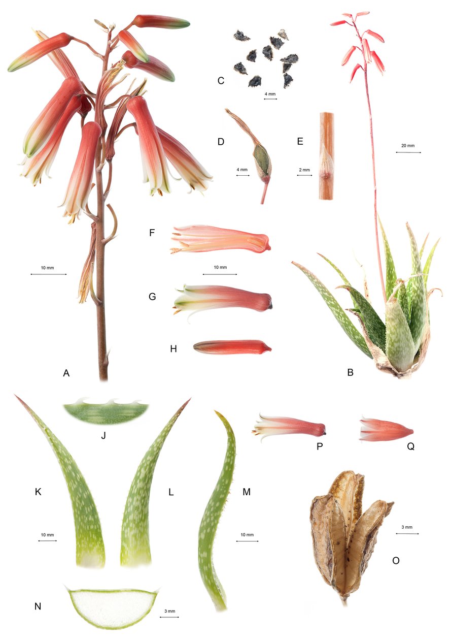 Tavola botanica/Aloe da Unbekannt
