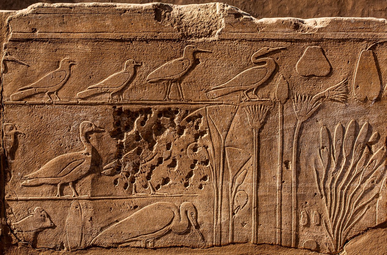 Giardino Botanico di Thutmosis III con rilievi di piante e animali, Tempio di Karnak, Luxor, Tebe, Egitto, Africa da Unbekannter Künstler