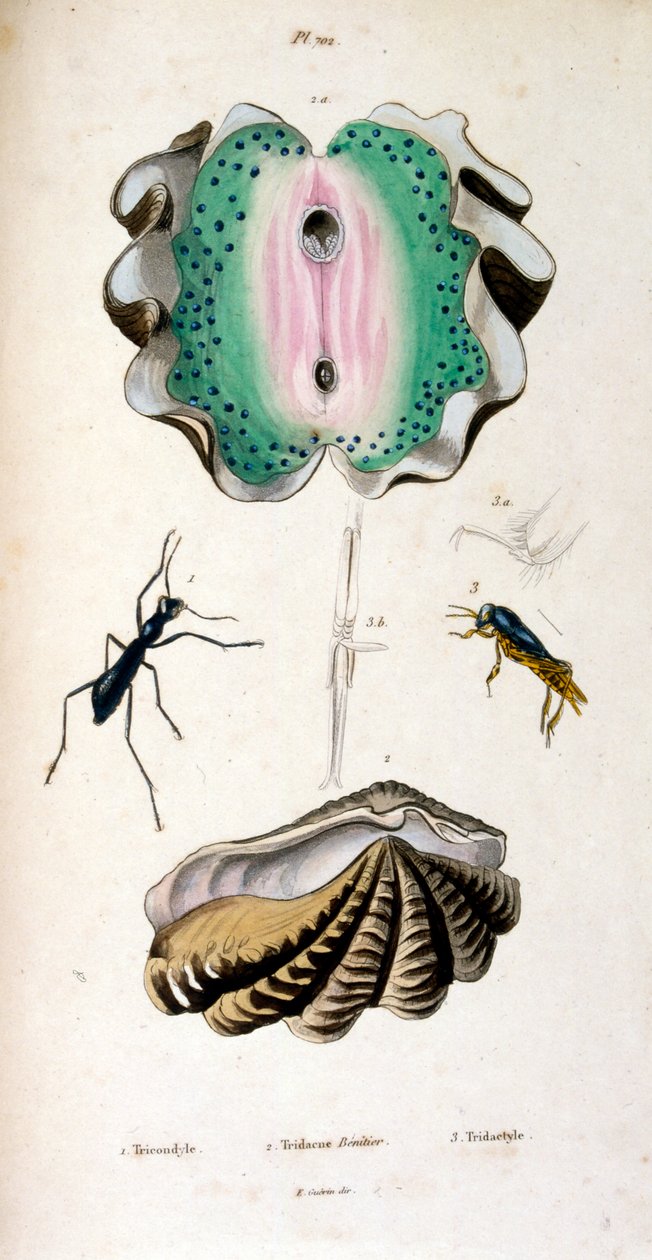 Illustrazione botanica e zoologica di F. E. Guérin. Da 
