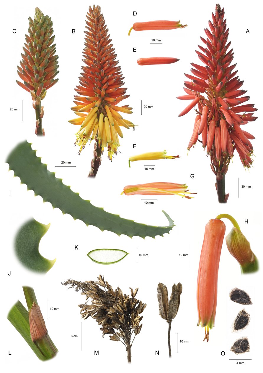 Aloe arborescens da Unbekannt