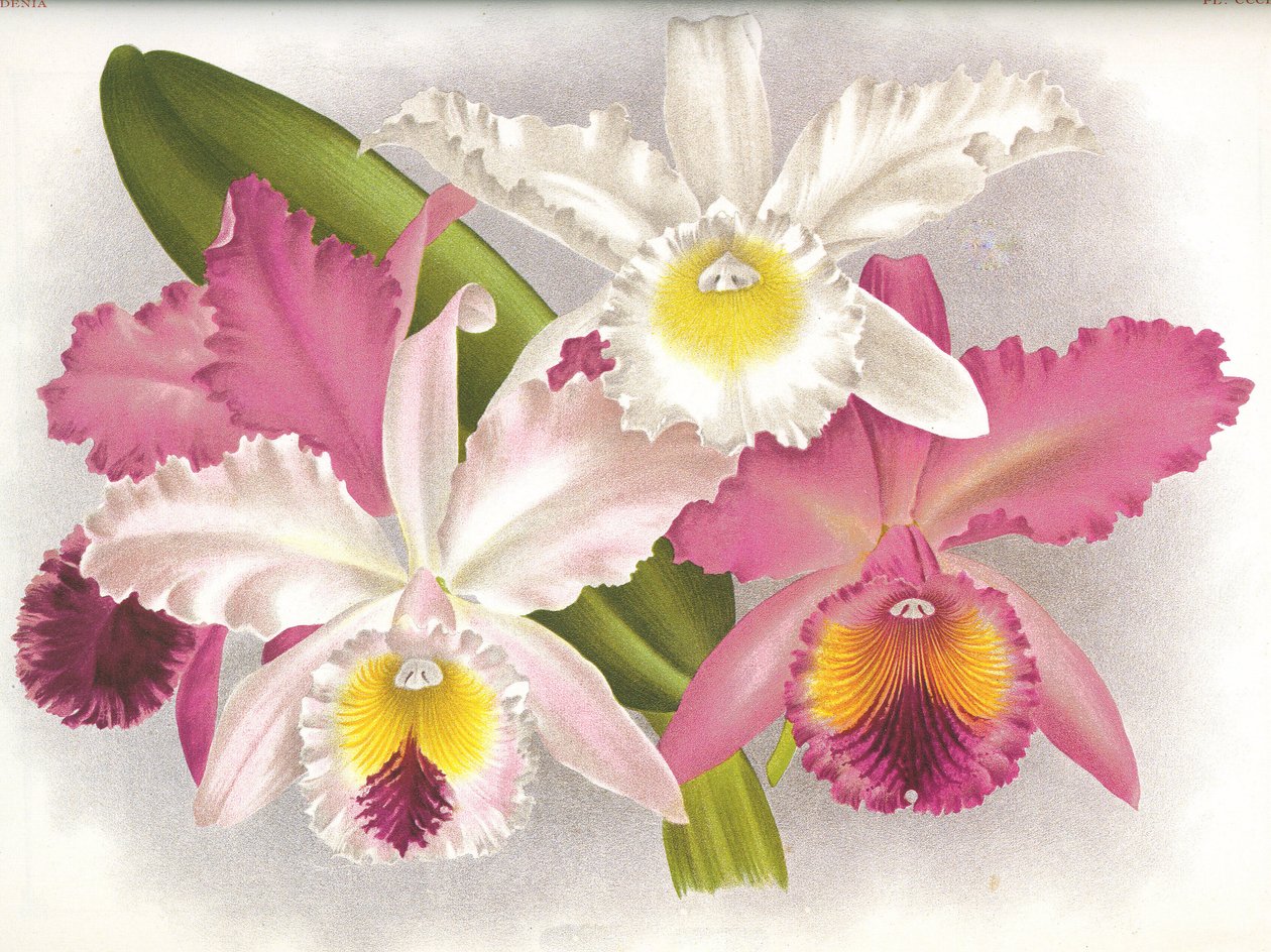Tavola botanica: Cattleya labiata - Lindenia da Unbekannt