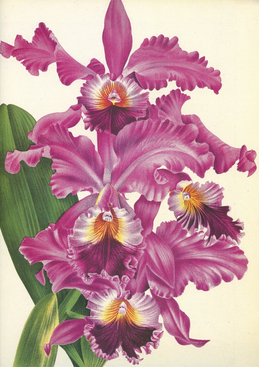 Tavola botanica: Cattleya labiata var. Perfecta - Lindenia da Unbekannt