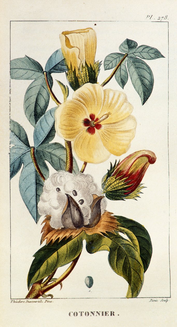 Tavola botanica, Gossypium sp, Cotone da Unbekannt