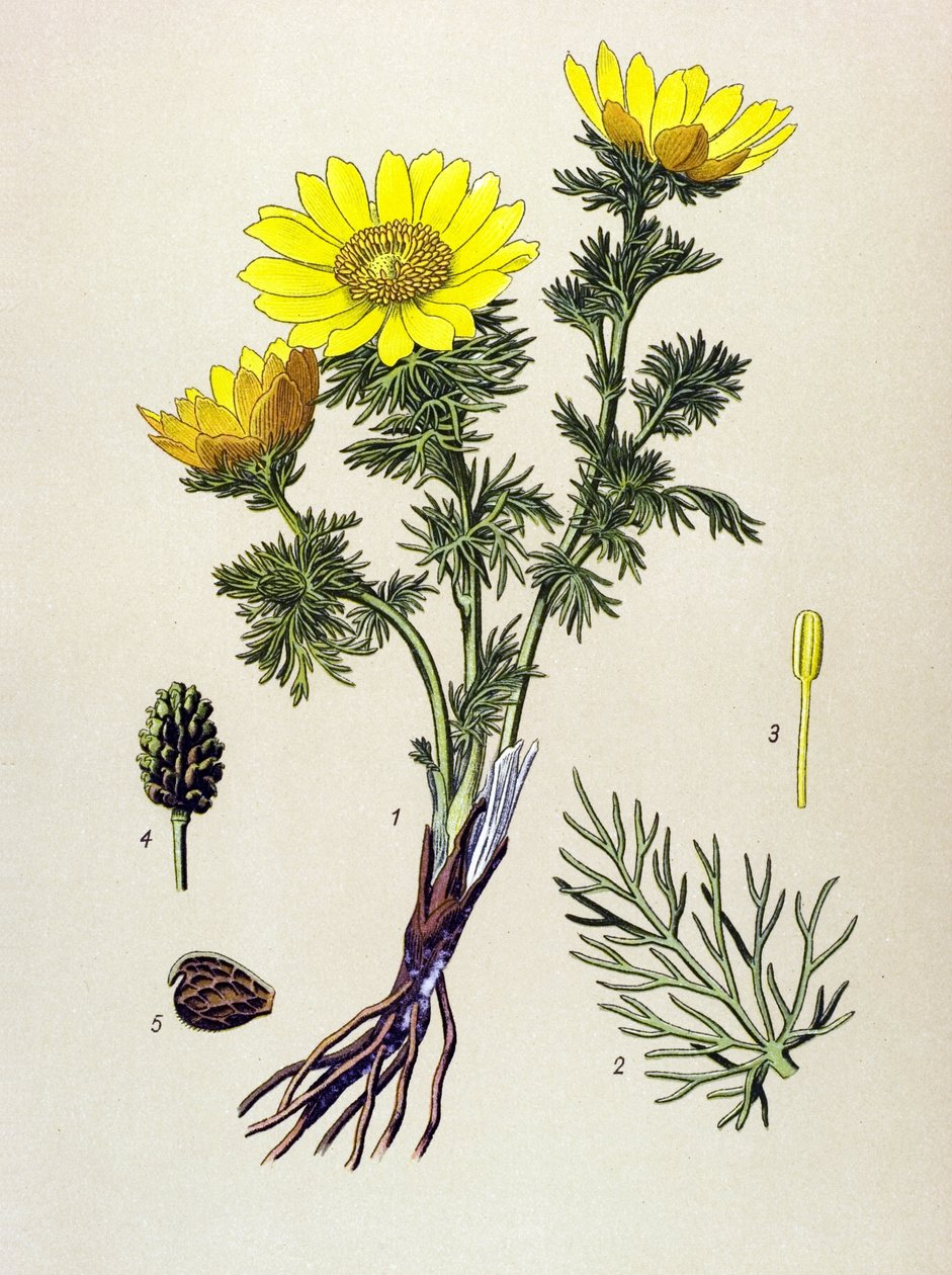 Tavola botanica. Pianta velenosa e medicinale: Adonide di primavera (Adonis vernalis) da Unbekannter Künstler