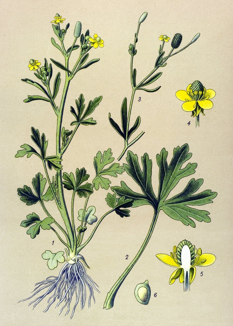 Tavola botanica. Pianta velenosa: ranuncolo scelerato (Ranunculus sceleratus) da Unbekannter Künstler