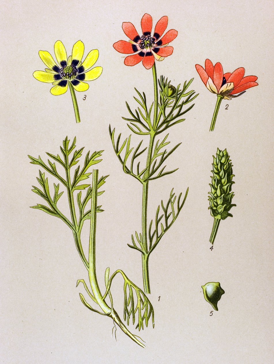 Tavola botanica. Pianta velenosa e medicinale: adonide estiva (Adonis aestivalis) da Unbekannter Künstler