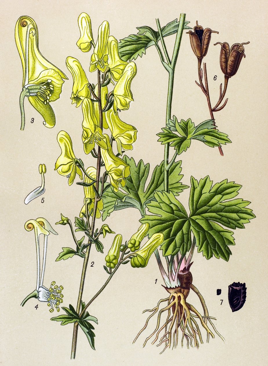 Tavola botanica, pianta velenosa e medicinale: Aconito lupo (Aconitum lycoctonum) da Unbekannter Künstler