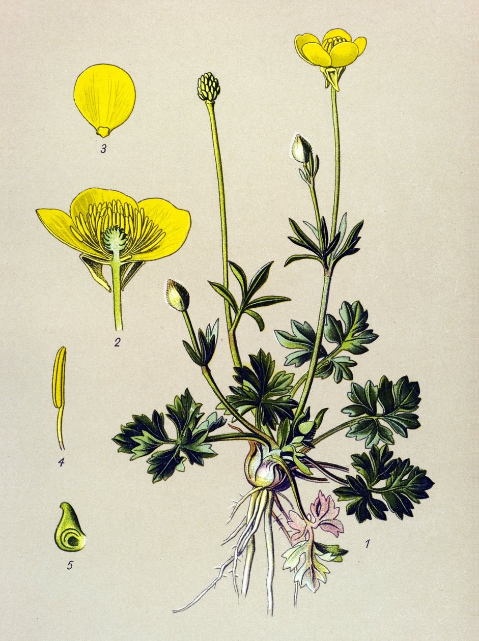 Tavola botanica. Pianta velenosa (tossica): ranuncolo bulboso o bocciolo dorato (Ranunculus bulbosus) da Unbekannter Künstler