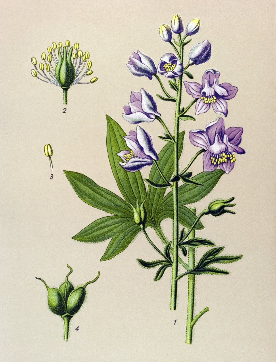 Tavola botanica. Pianta velenosa: Delfinella staphysegar (Delphinium staphysagria) da Unbekannter Künstler