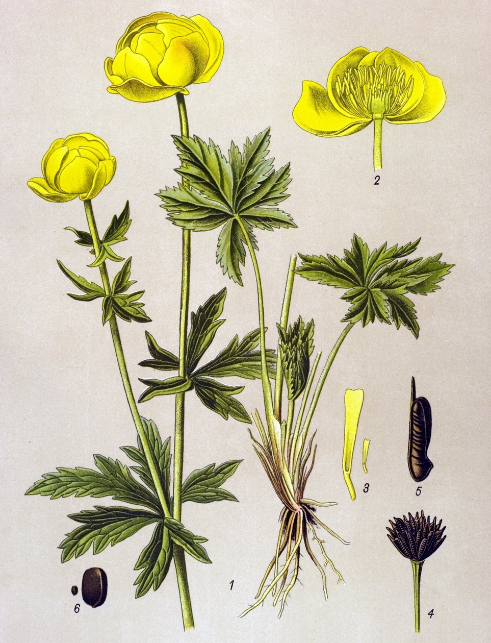 Tavola botanica, pianta velenosa: Botton d