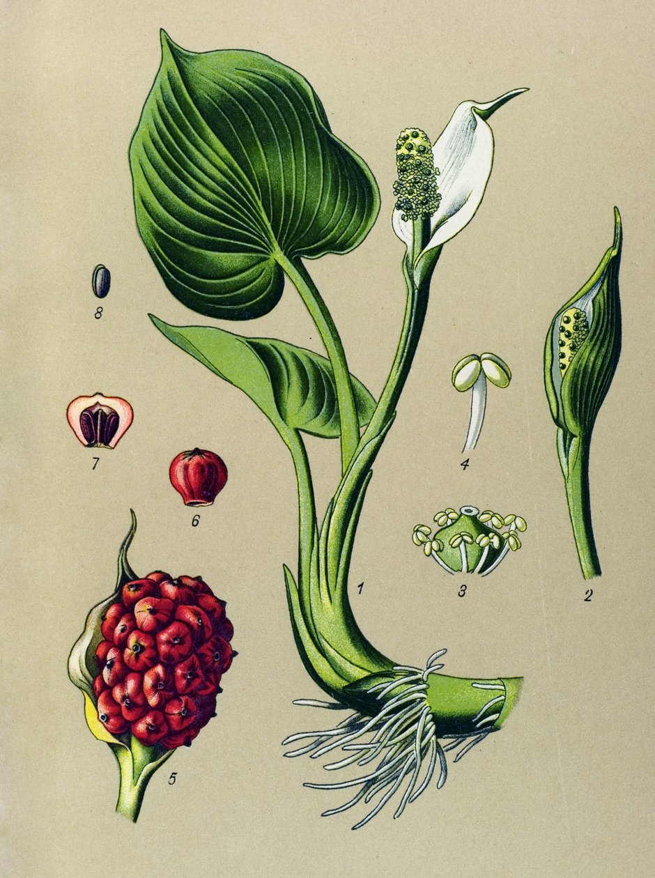 Tavola botanica. Pianta velenosa (tossica): calla palustre (Calla palustris) da Unbekannter Künstler