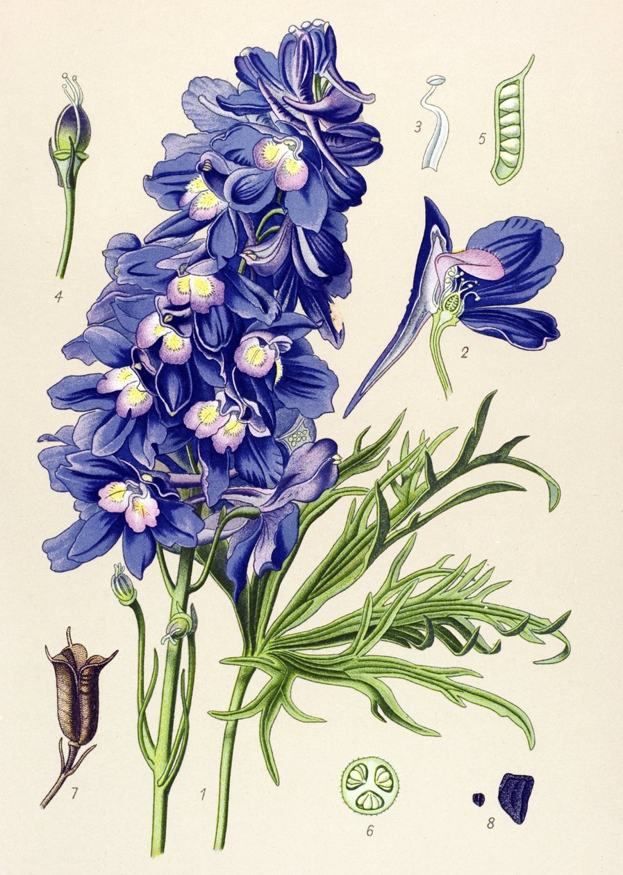 Tavola botanica. Pianta velenosa (tossica): delfinio o piedi di allodola (Delphinium grandiflorum) da Unbekannter Künstler