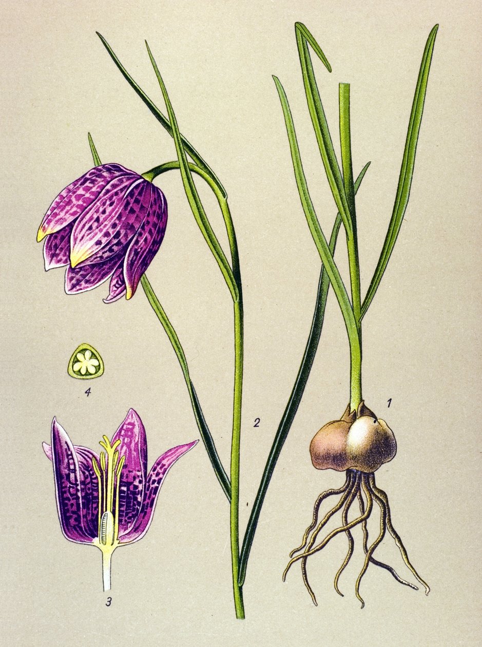 Tavola botanica, pianta velenosa: Fritillaria meleagris da Unbekannter Künstler