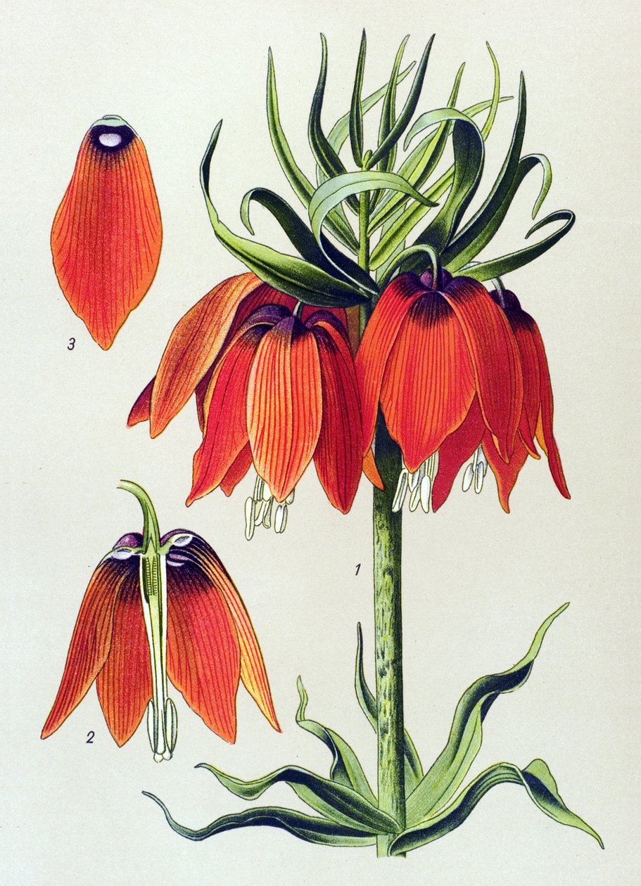 Tavola botanica. Pianta velenosa (tossica): fritillaria imperiale (Fritillaria imperialis) da Unbekannter Künstler