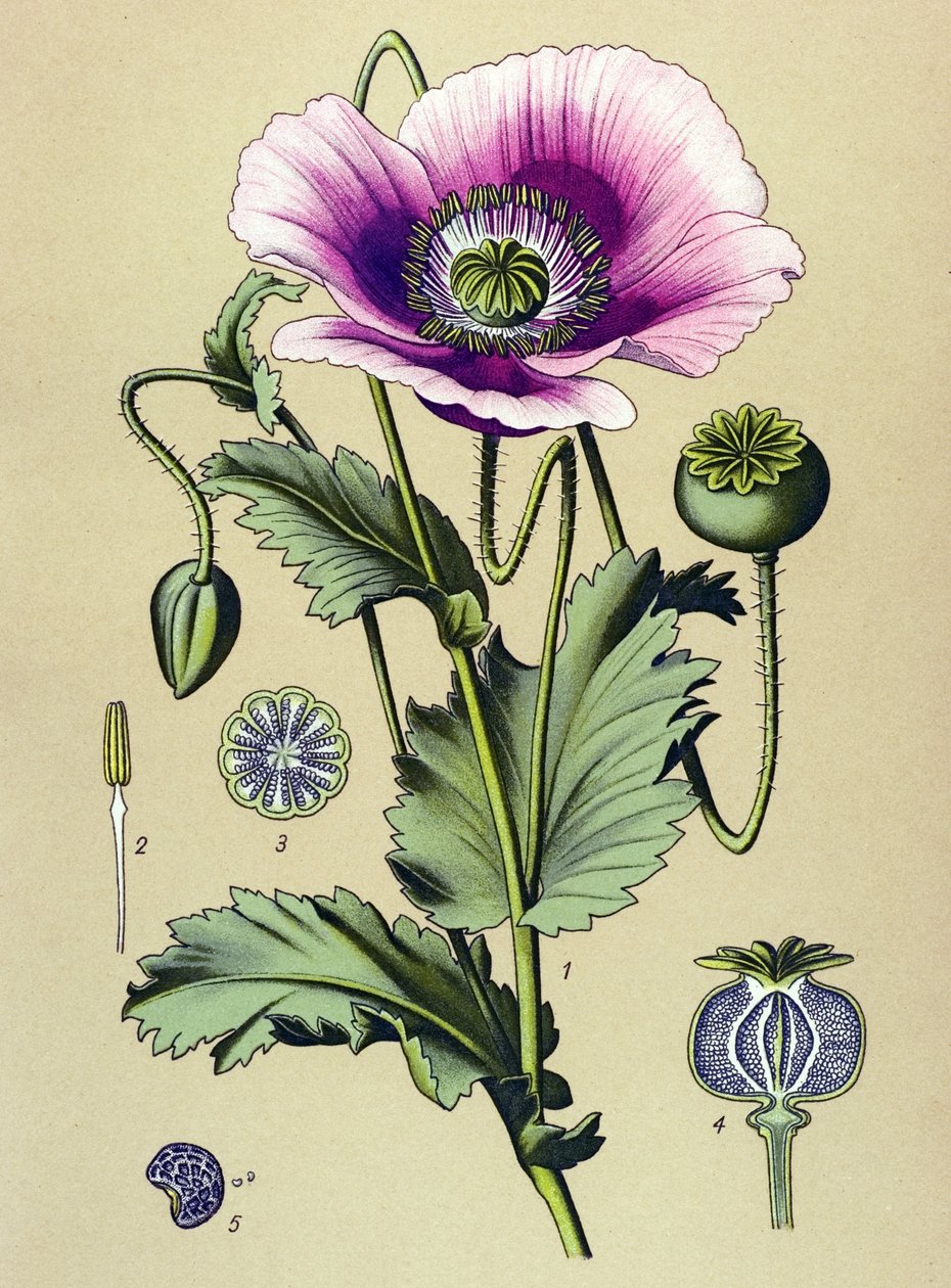 Tavola botanica. Pianta velenosa e medicinale: papavero sonnifero (Papaver somniferum) da Unbekannter Künstler