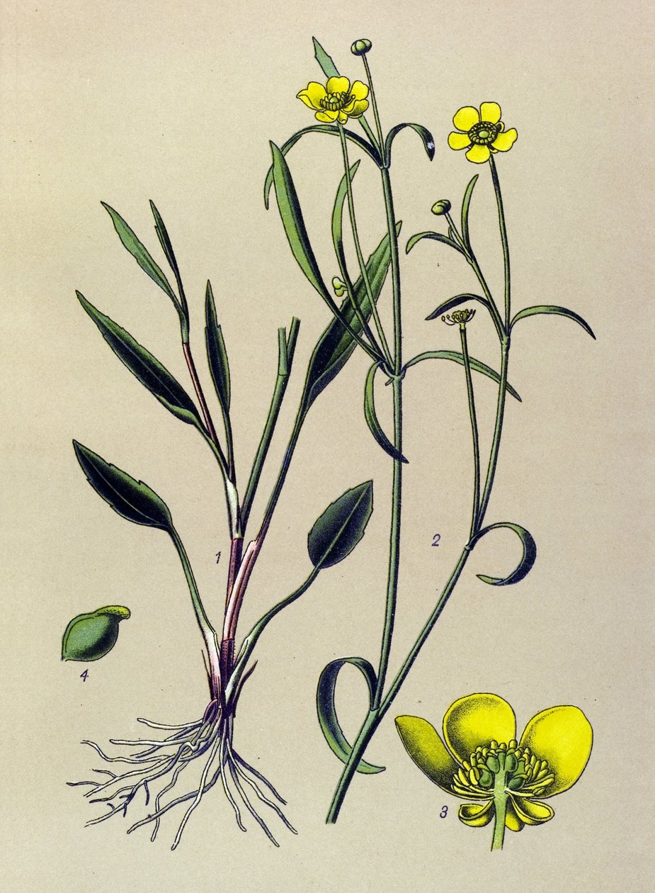Tavola botanica. Pianta velenosa (tossica) e medicinale: ranuncolo fiamma, piccolo fossato o piccola fiamma (Ranunculus flammula) da Unbekannter Künstler