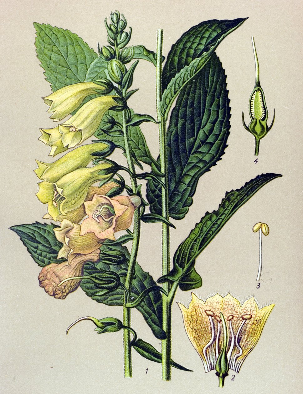 Tavola botanica, pianta: Digitale a grandi fiori (Digitalis grandiflora) da Unbekannter Künstler