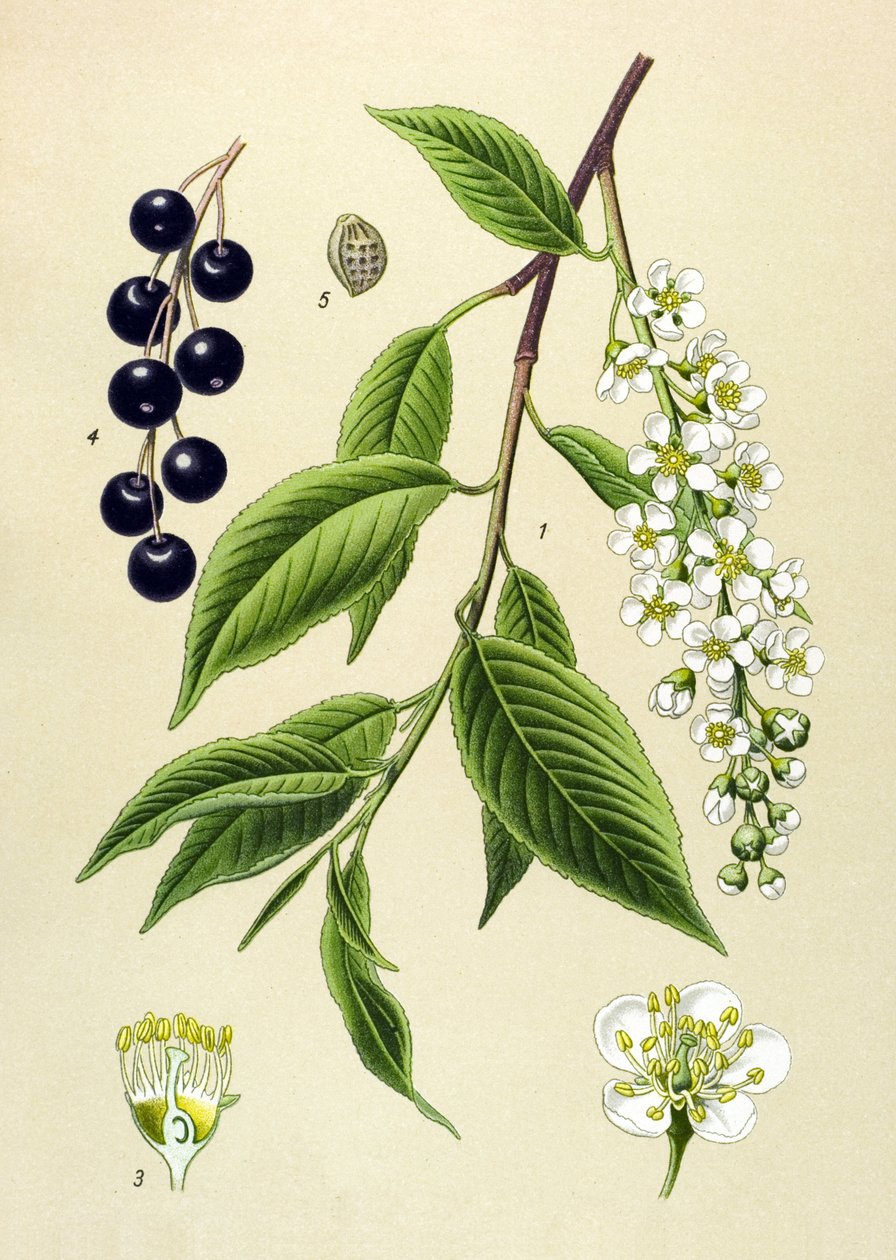Tavola botanica, pianta: Ciliegio (Prunus padus) da Unbekannter Künstler