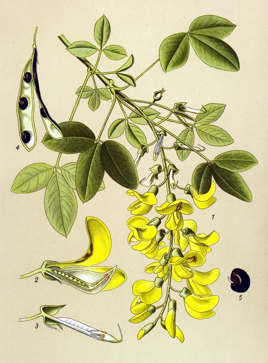 Tavola botanica, pianta: Citiso comune o falso ebano (Cytisus Laburnum) da Unbekannter Künstler