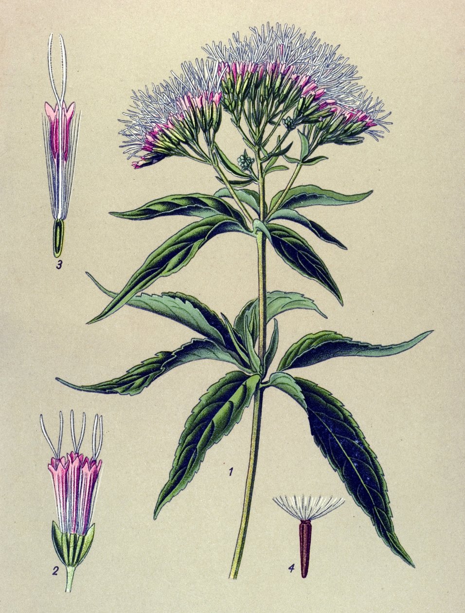 Tavola botanica, pianta: Eupatorio cannabinum da Unbekannter Künstler