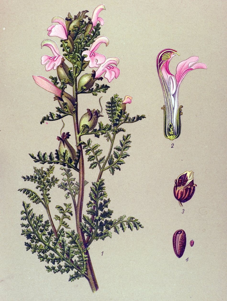 Tavola botanica, pianta: pedicolare delle paludi (Pedicularis palustris) da Unbekannter Künstler