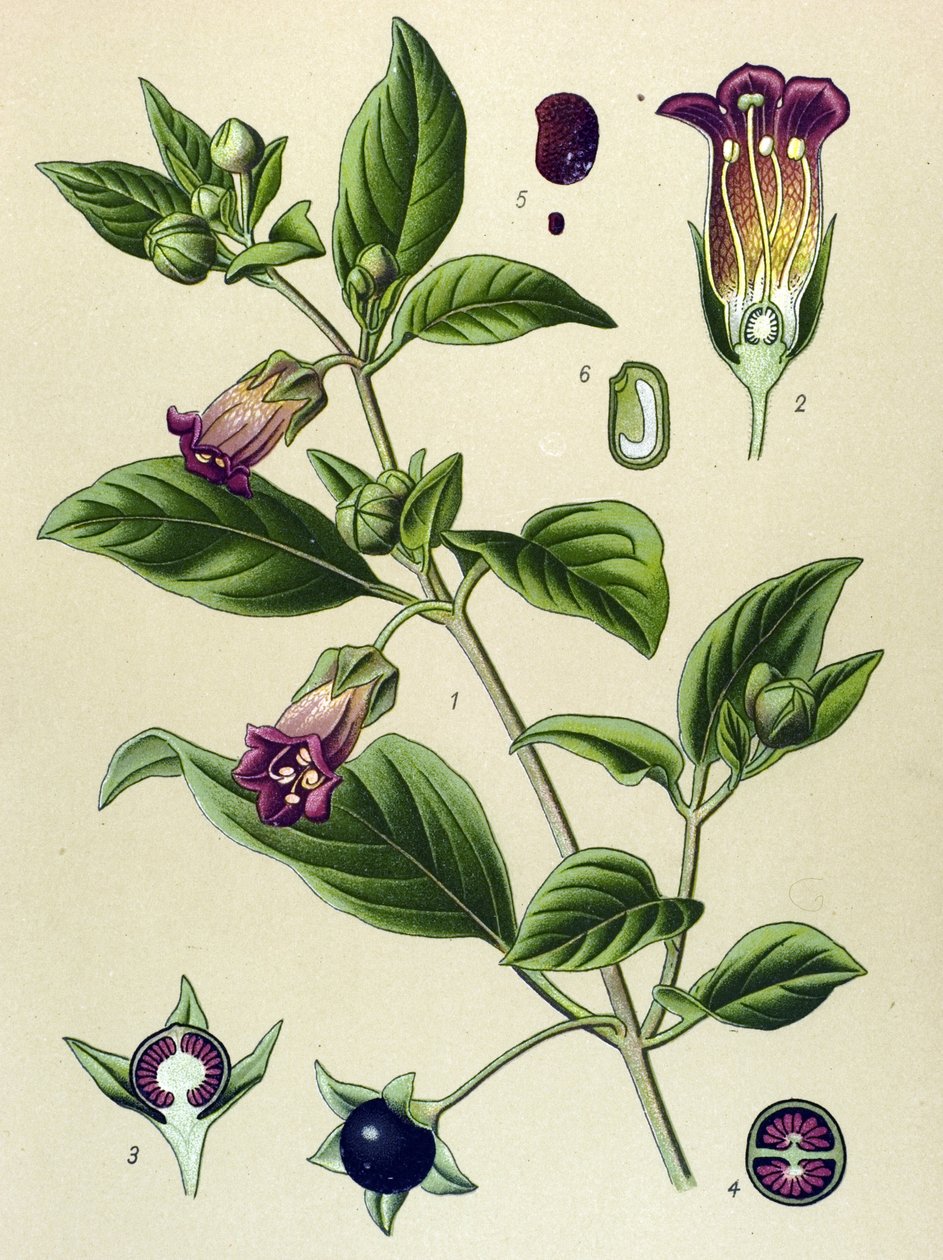 Tavola botanica, pianta della Belladonna (Atropa belladonna) da Unbekannter Künstler