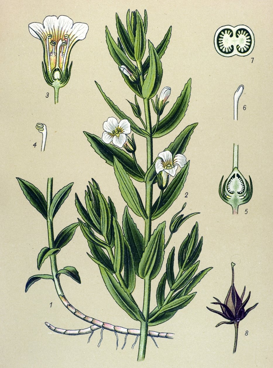 Tavola botanica, pianta: Gratiola officinalis da Unbekannter Künstler