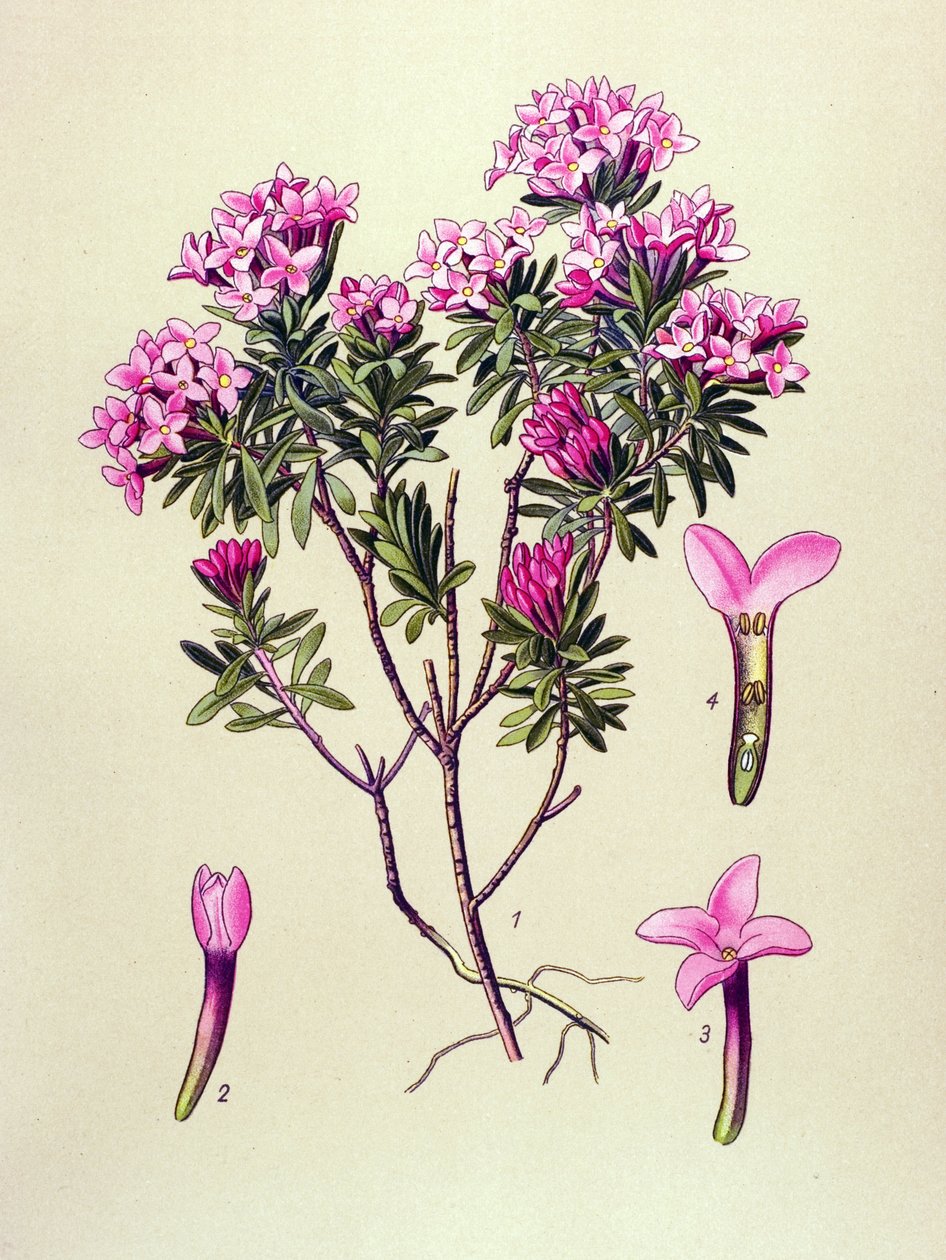 Tavola botanica, pianta velenosa: dafne delle Alpi (Daphne cneorum) da Unbekannter Künstler