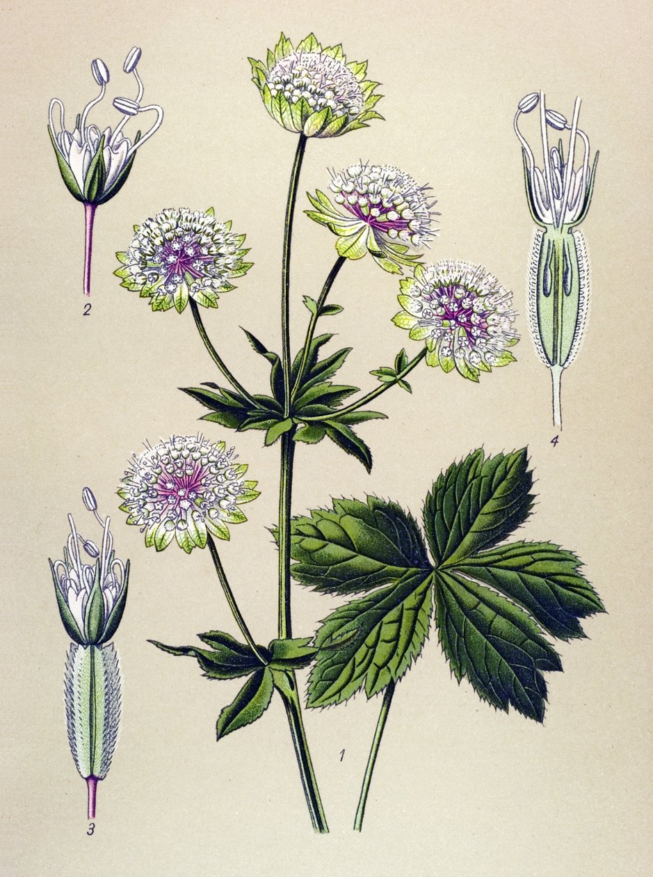 Tavola botanica, pianta velenosa e medicinale: astranzia maggiore (Astrantia major) da Unbekannter Künstler